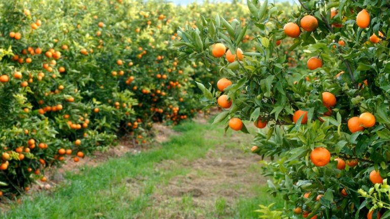 Qué VER en CARCAIXENT, ruta de sabor por la Cuna de la Naranja