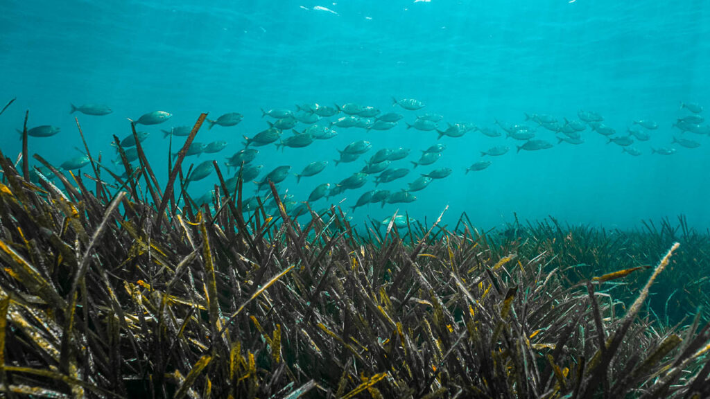 Posidonia Oceanica in El Campello